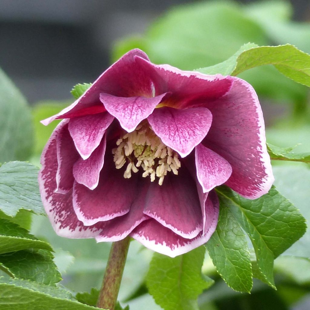 Helleborus hybridus Double Aubergine White Edge