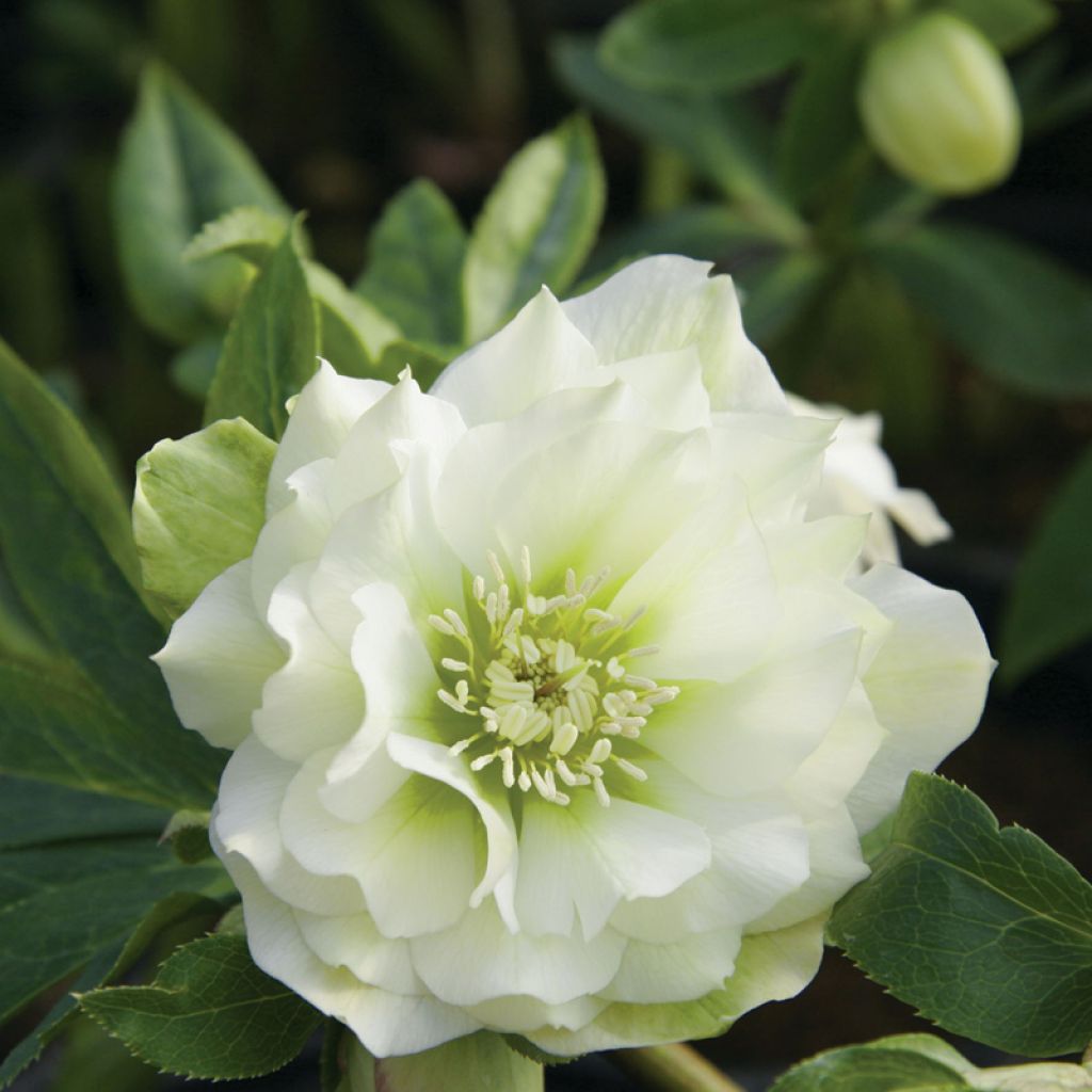 Helleborus hybridus Double White