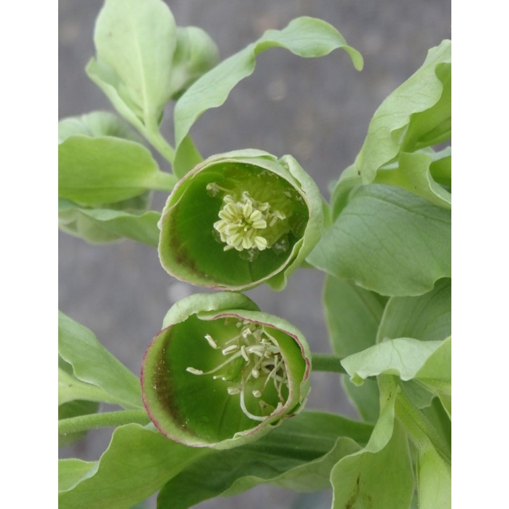 Helleborus foetidus - Stinking hellebore