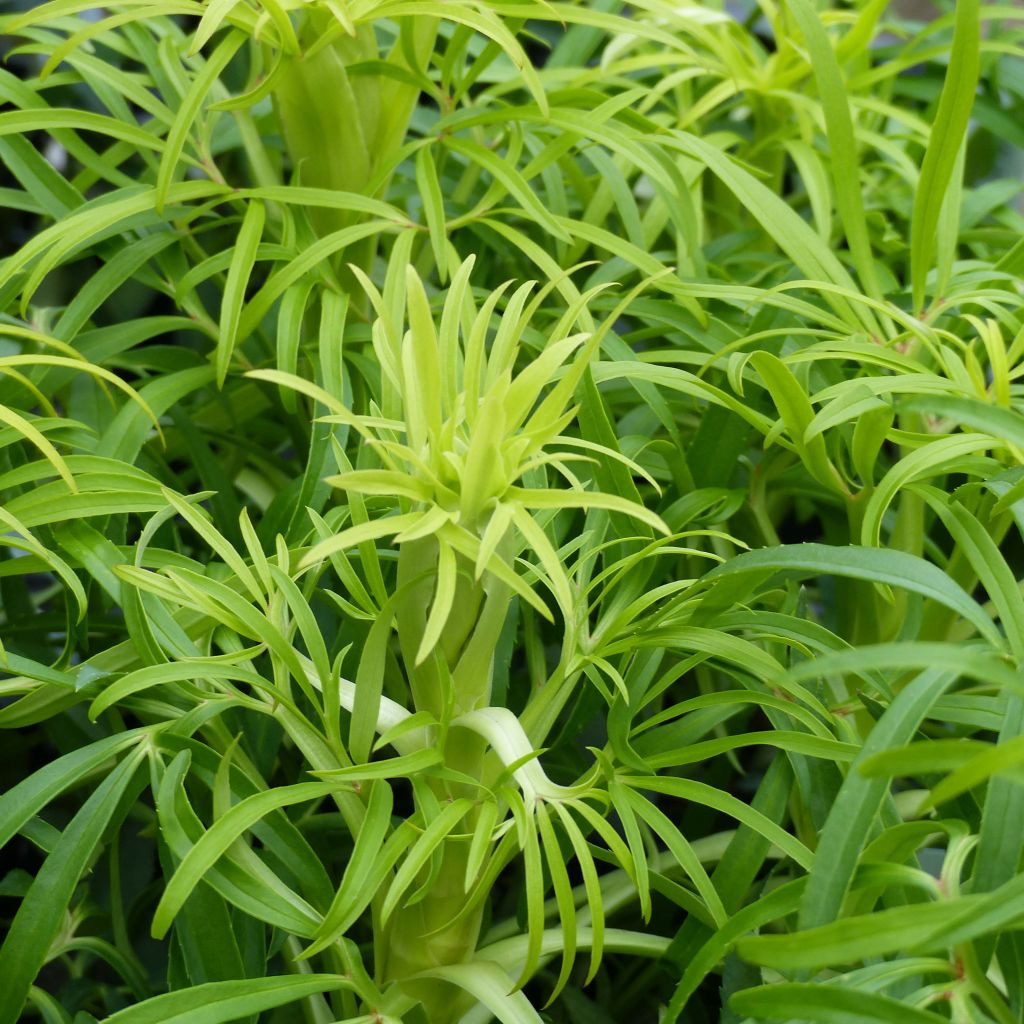 Helleborus foetidus Yellow Wilgenbroek