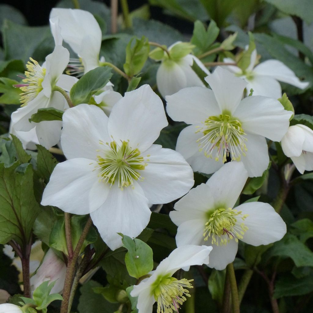 Helleborus x lemonnierae 'HGC Paradenia'