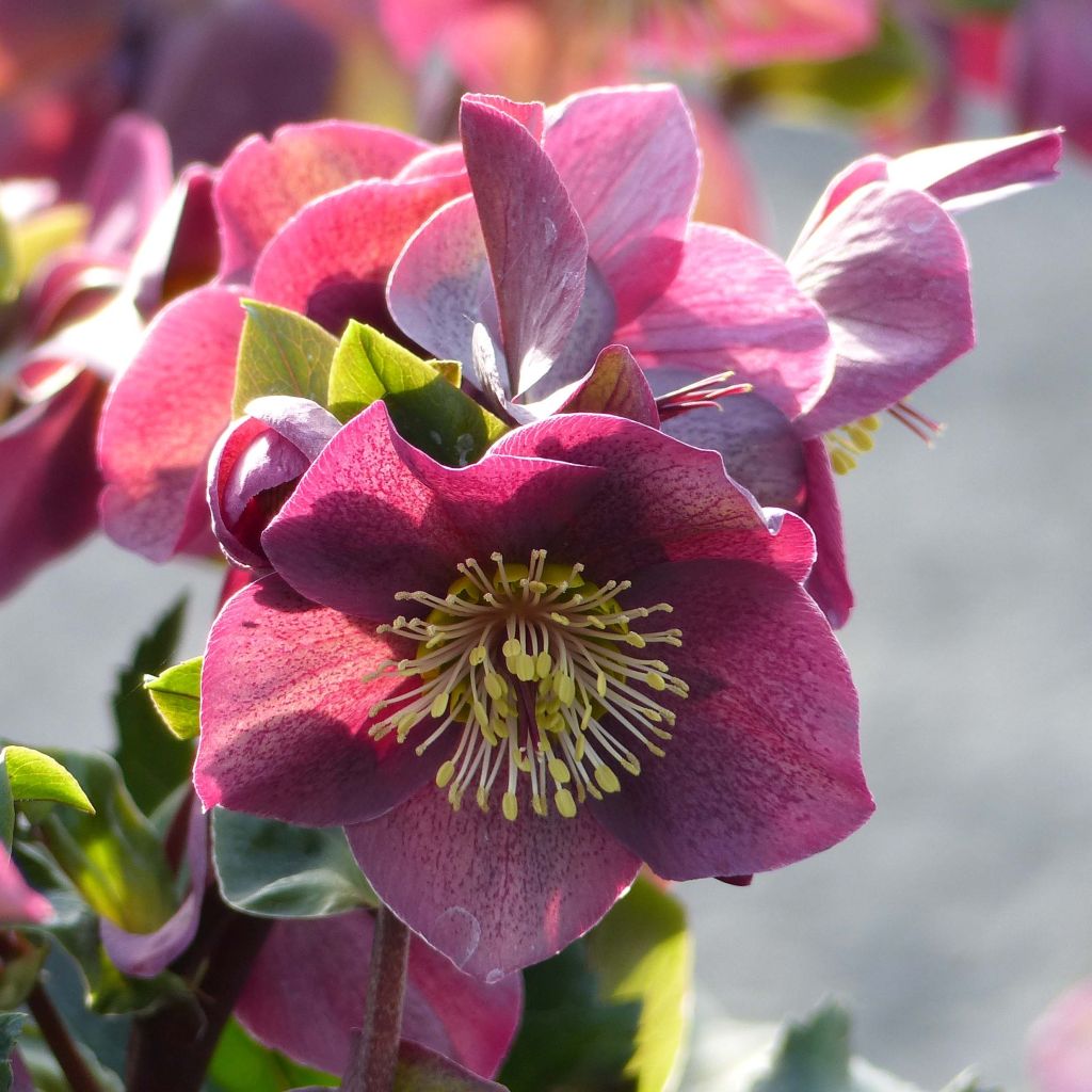 Helleborus Ice N' Roses Marbled Red - Hellebore