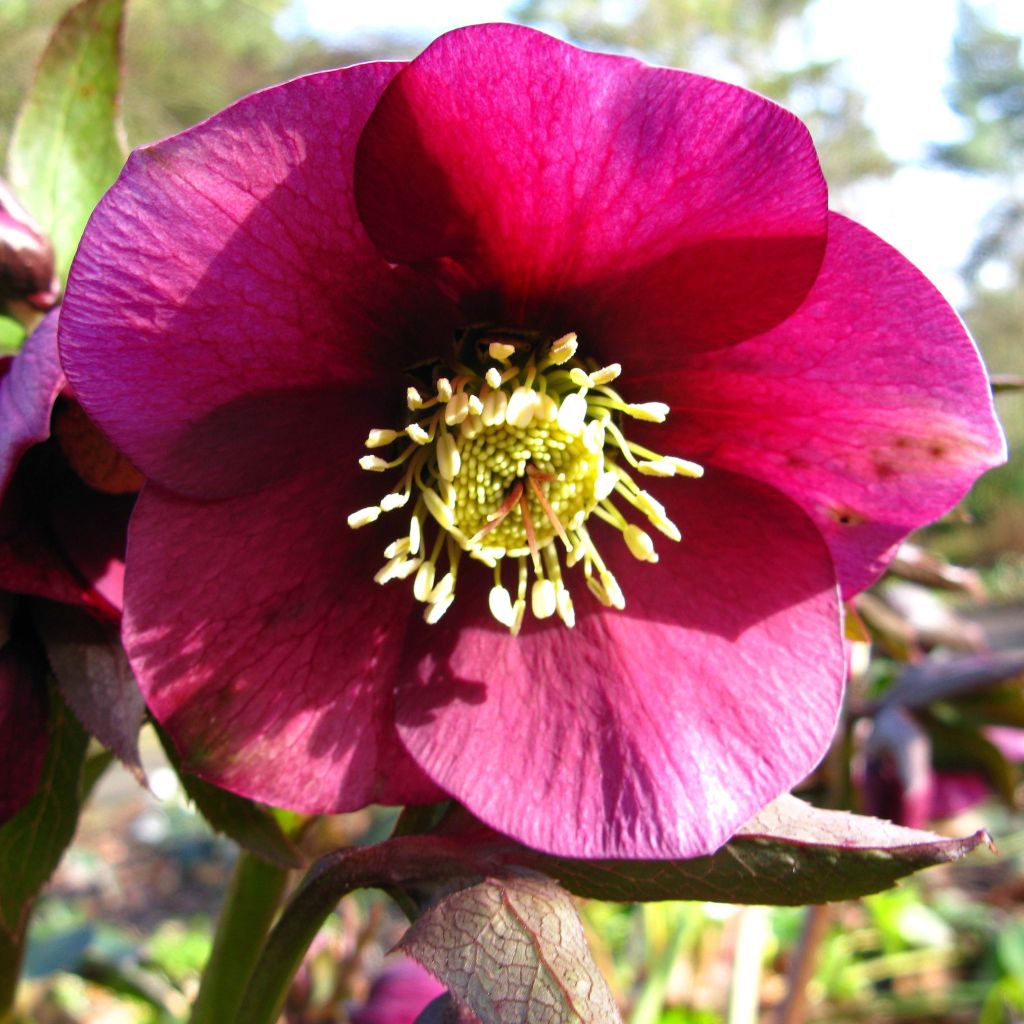 Helleborus Ice N' Roses Marbled Red - Hellebore