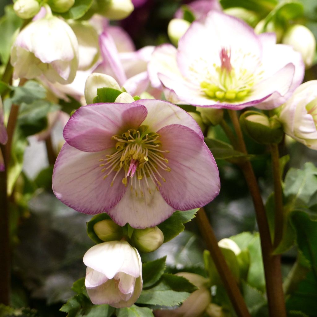 Helleborus HGC Ice N Roses Picotee