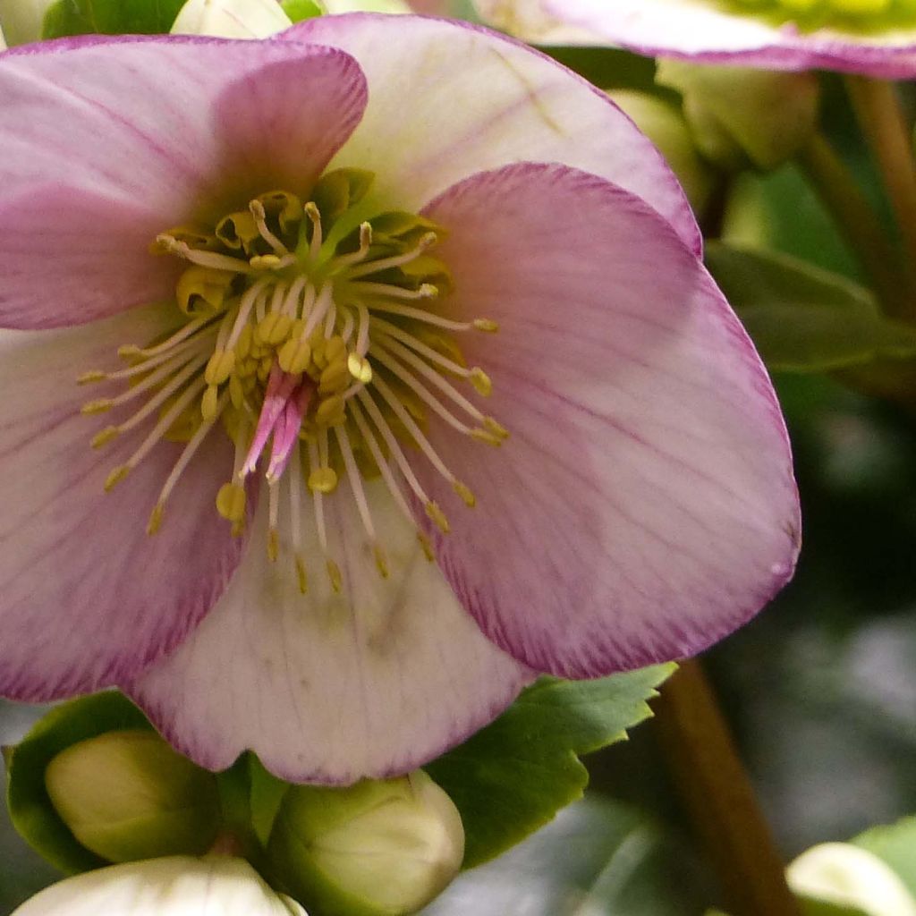 Helleborus HGC Ice N Roses Picotee