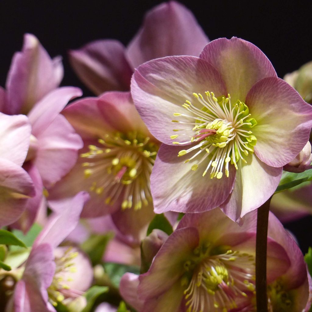 Helleborus Ice N' Roses Marbled Pink - Hellebore