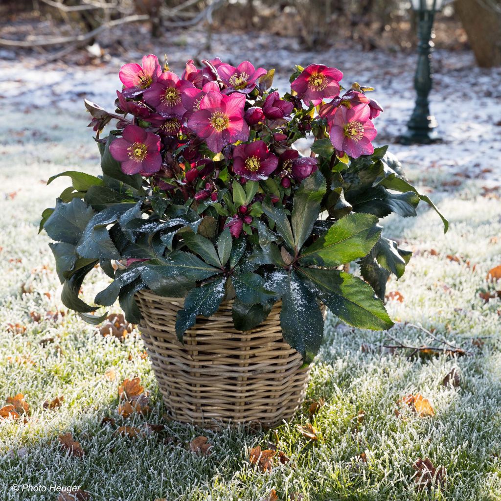 Helleborus Ice N' Roses Marbled Red - Hellebore