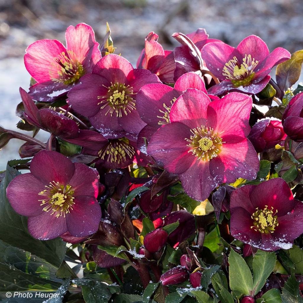 Helleborus Ice N' Roses Marbled Red - Hellebore