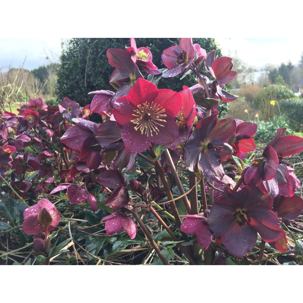 Helleborus Ice N' Roses Marbled Red - Hellebore