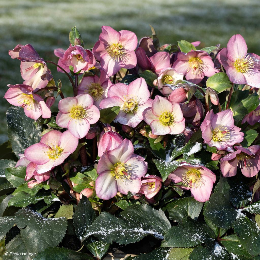 Helleborus Ice N' Roses Marbled Pink - Hellebore