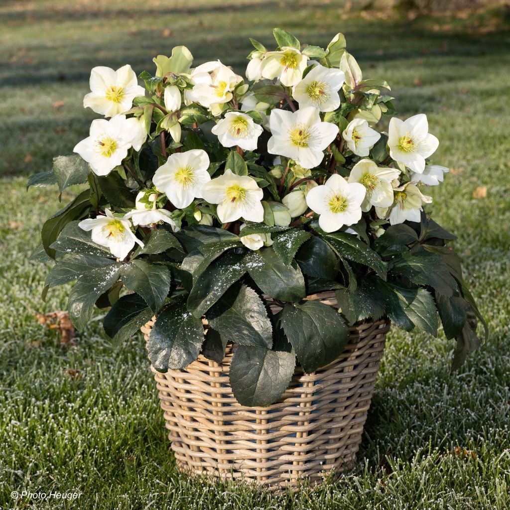 Helleborus HGC Ice N Roses White