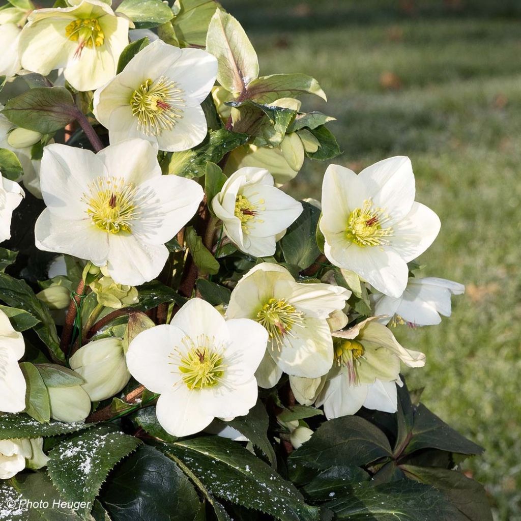 Helleborus HGC Ice N Roses White