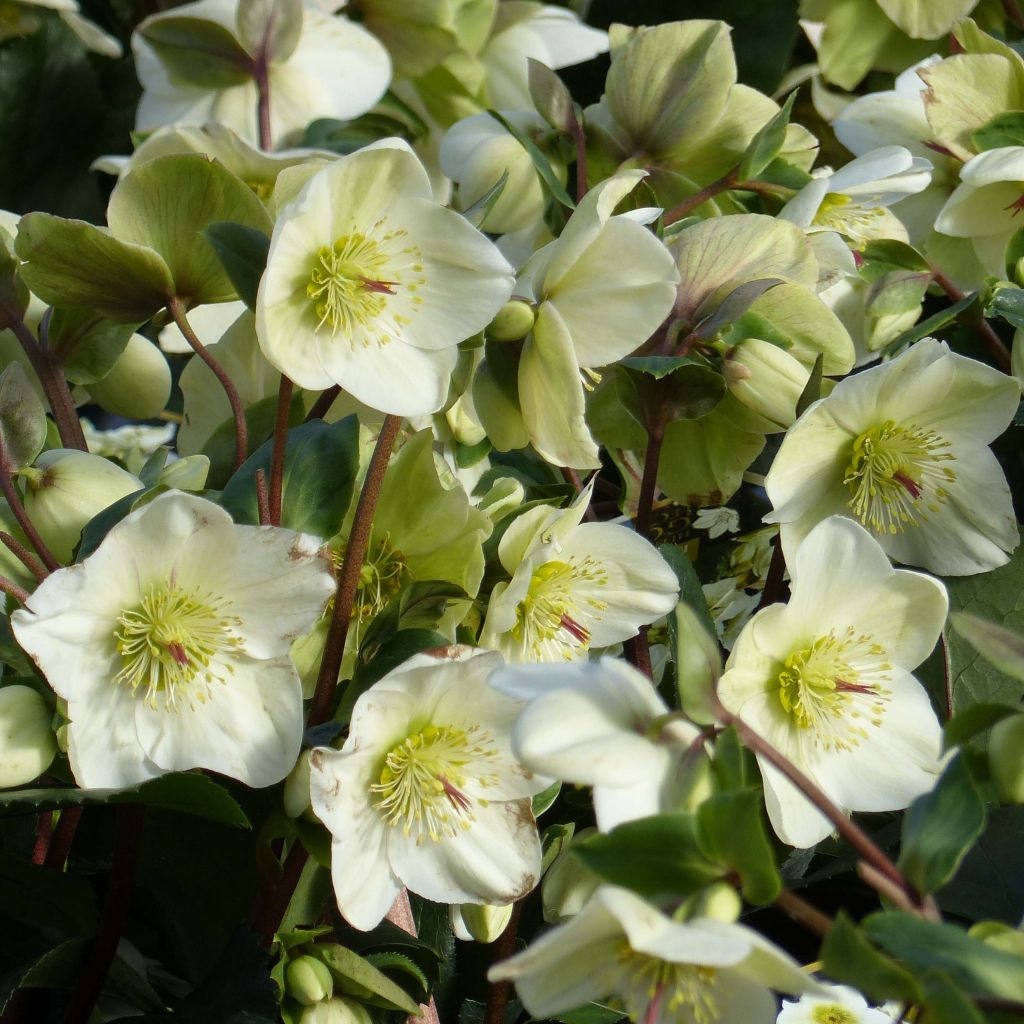 Helleborus HGC Ice N Roses White