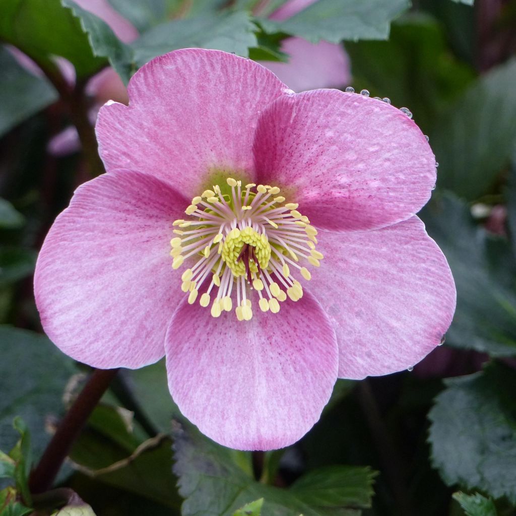 Helleborus Madame Lemonnier