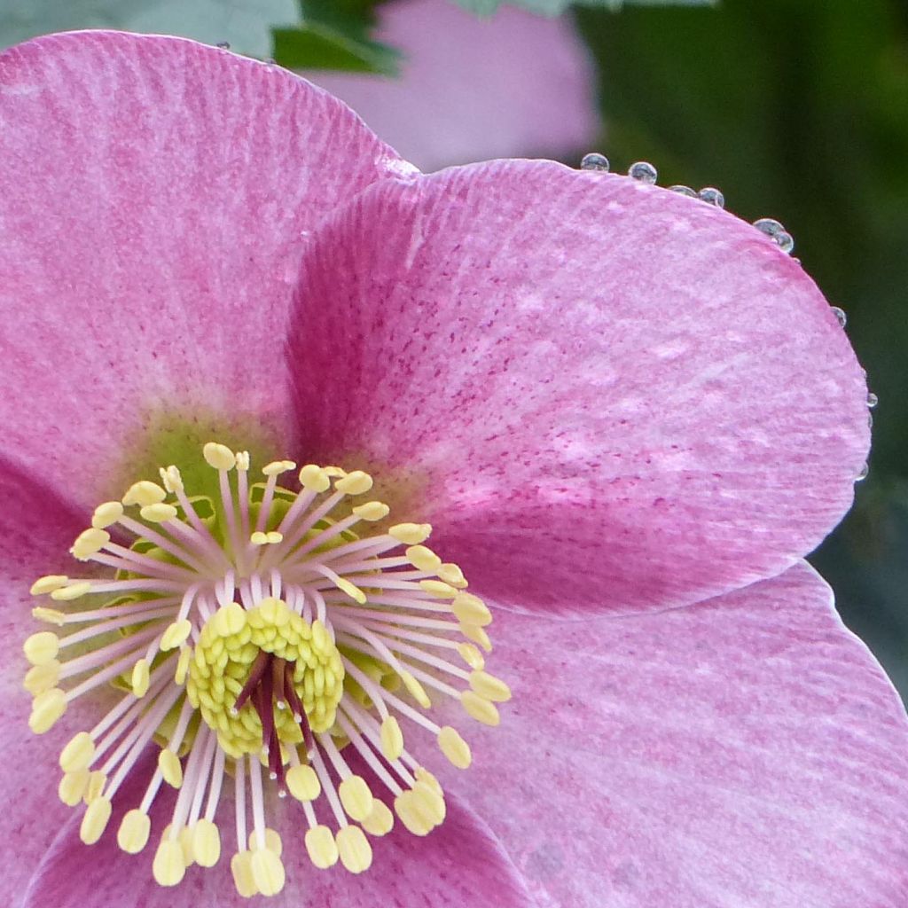 Helleborus Madame Lemonnier