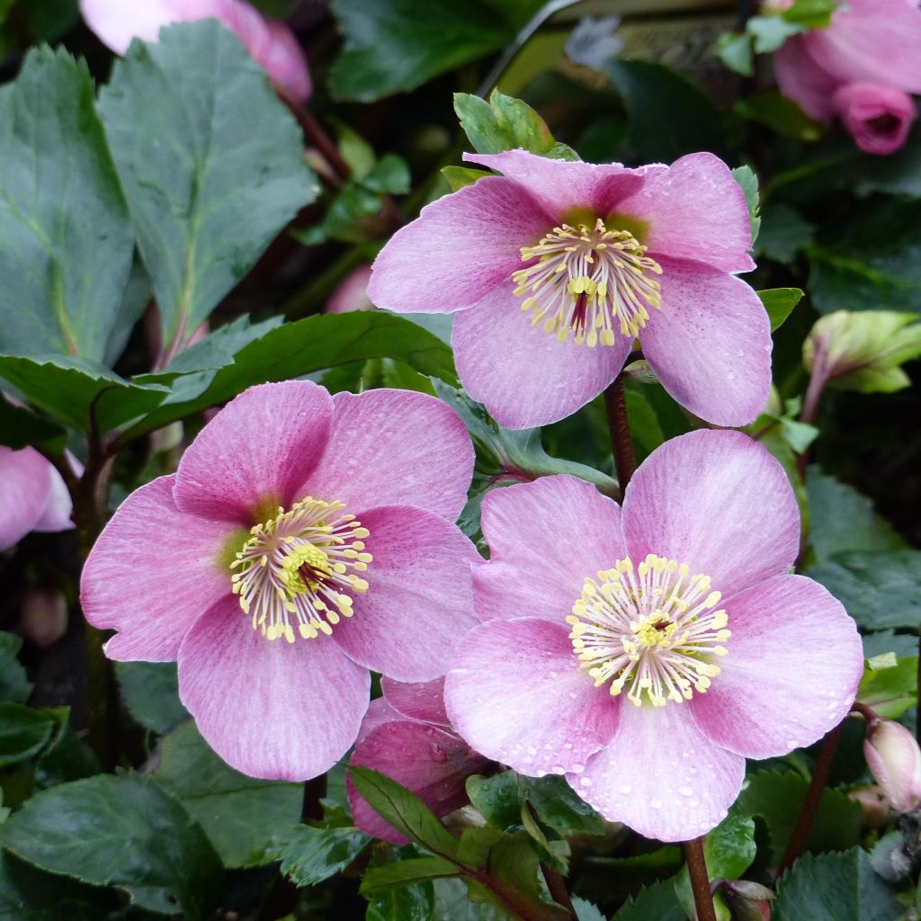 Helleborus Madame Lemonnier