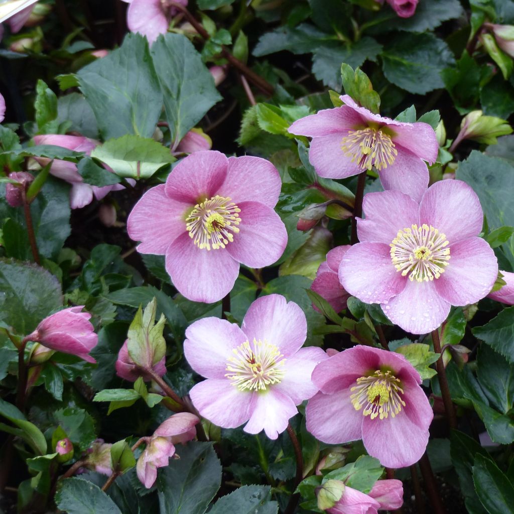 Helleborus Madame Lemonnier