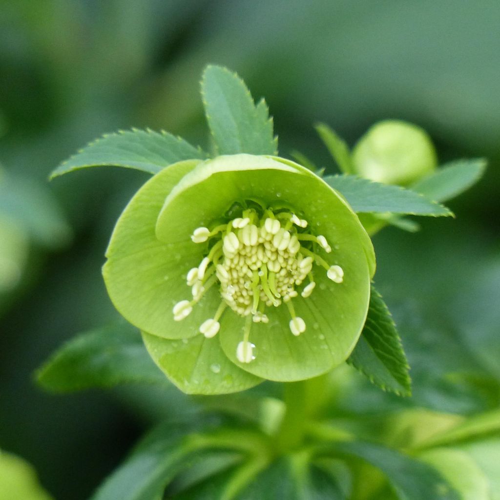 Helleborus multifidus subsp. bocconei