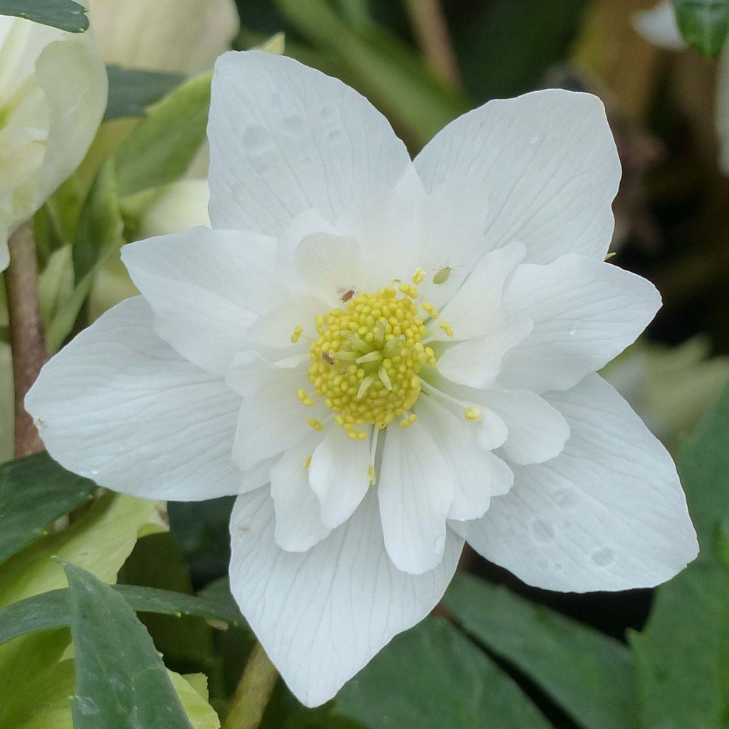 Helleborus niger Double Fashion - Christmas Rose