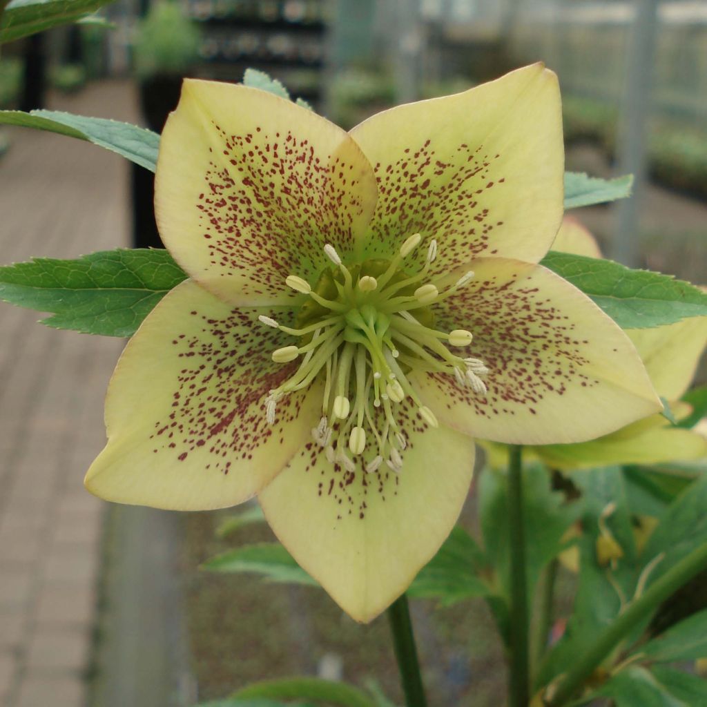 Helleborus hybridus Apricot Spotted