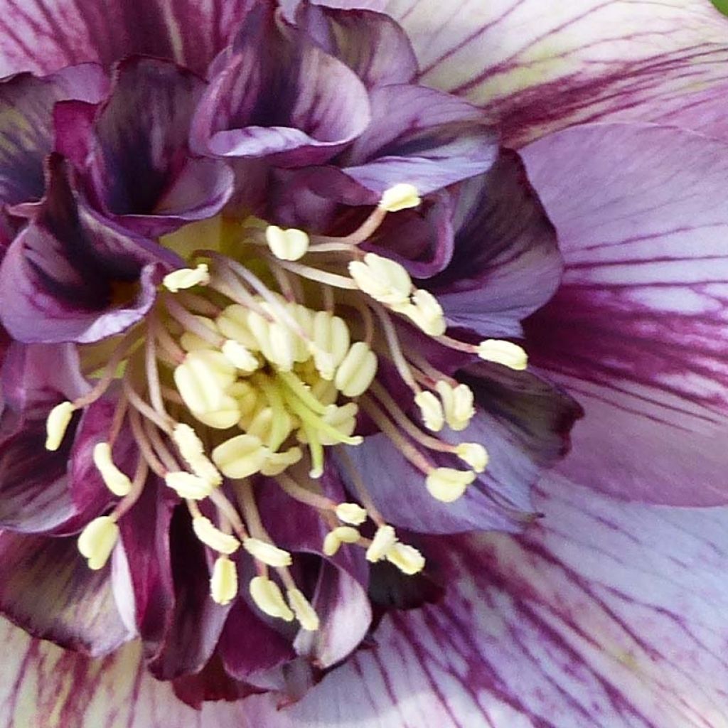 Helleborus hybridus Anemone Picotee