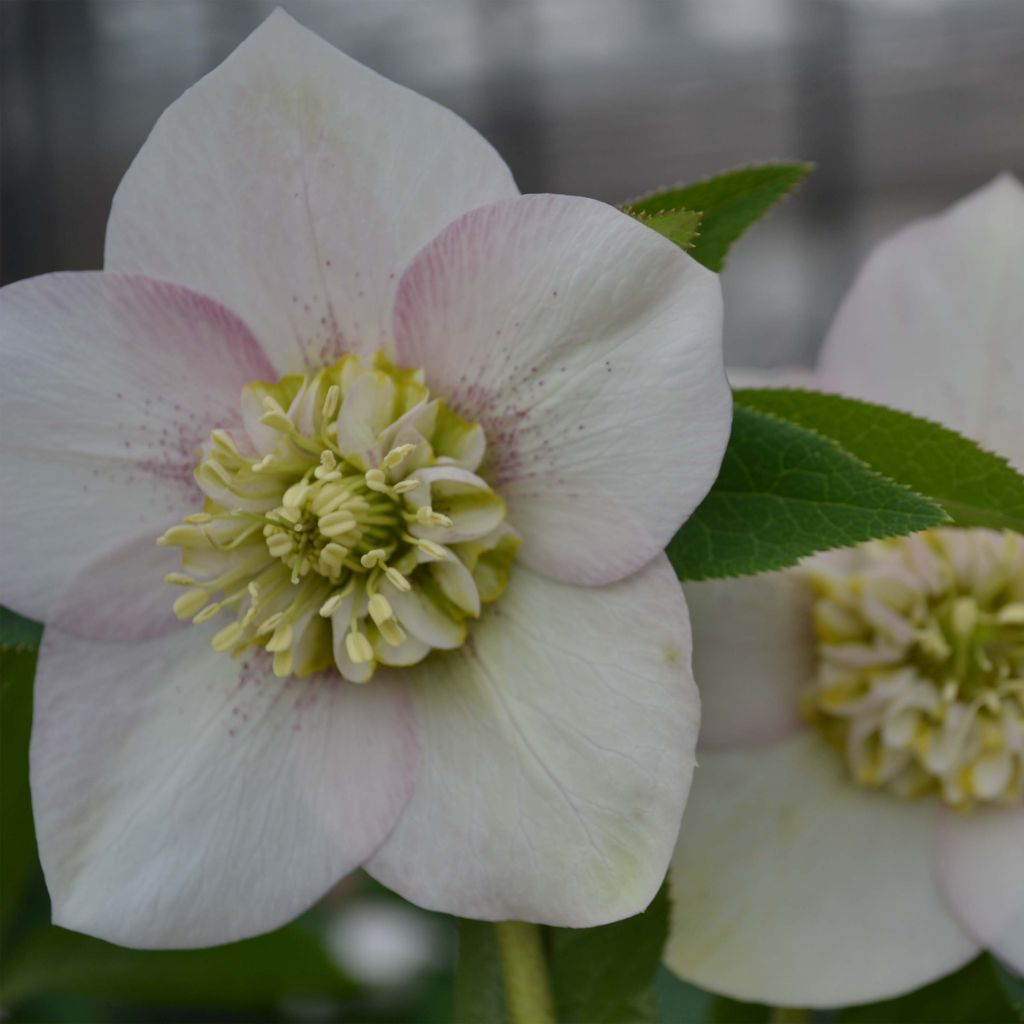 Helleborus hybridus Anemone Pink