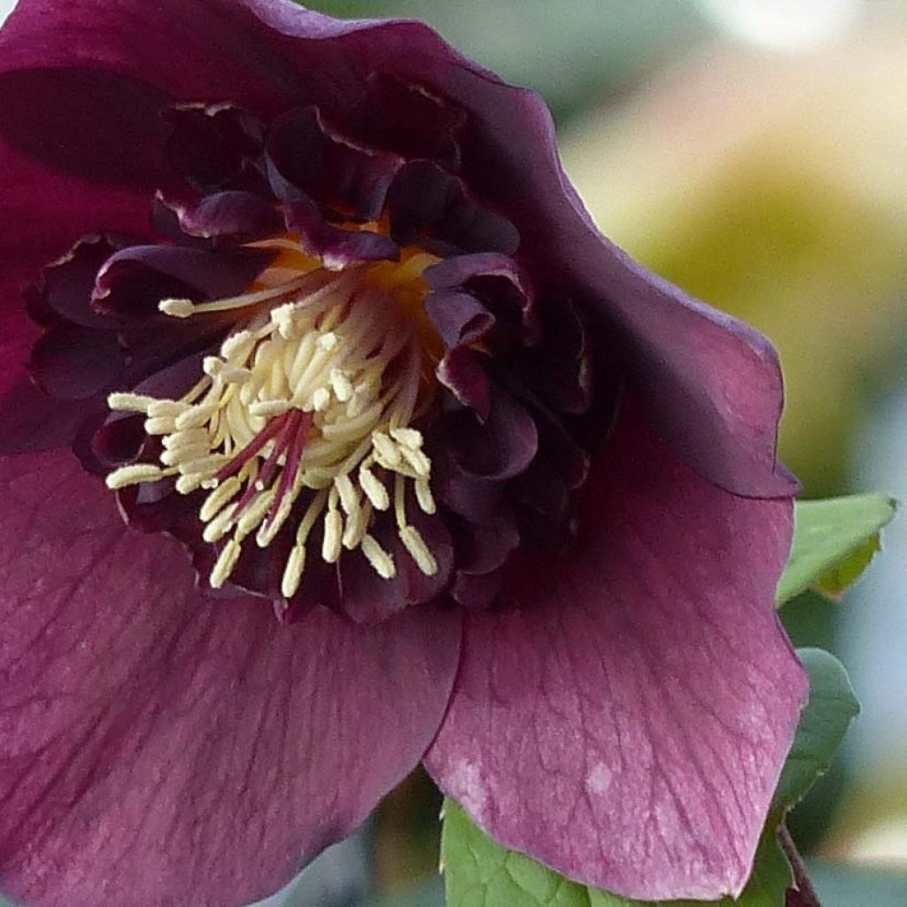 Helleborus hybridus anemone red