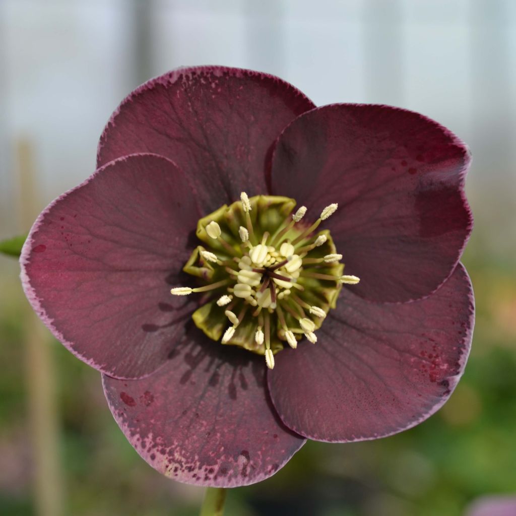 Helleborus Aubergine