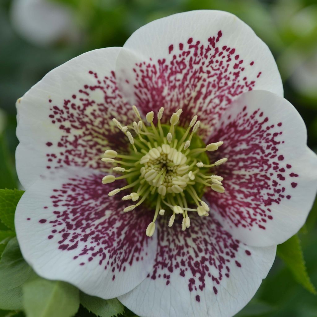 Helleborus hybridus white spotted