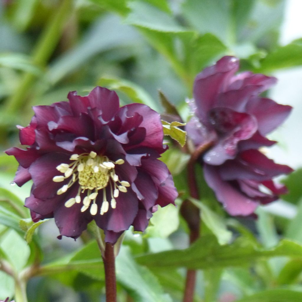 Helleborus hybridus Double Black