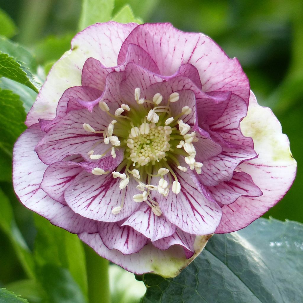 Helleborus hybridus Double Picotee