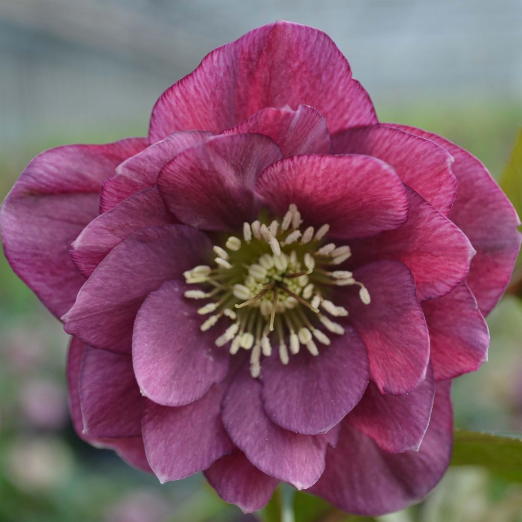 Helleborus hybridus double red