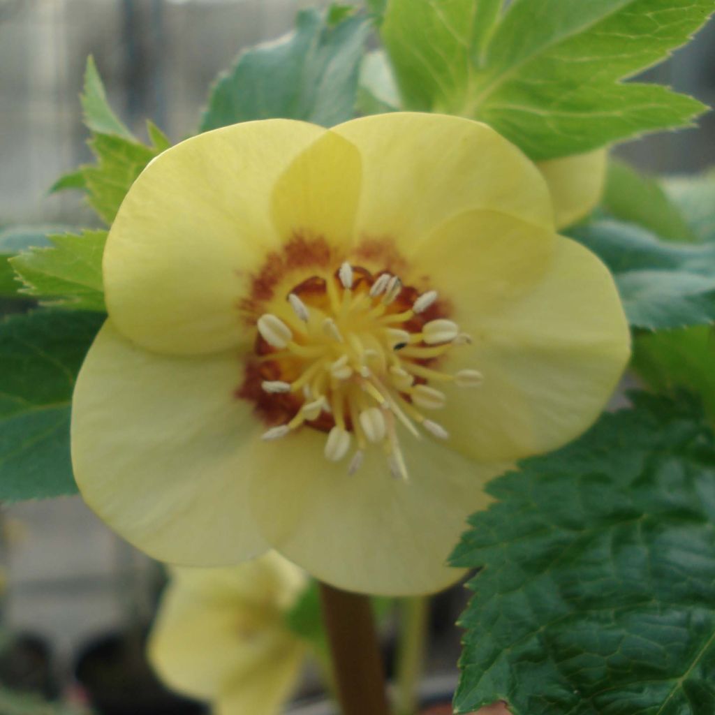 Helleborus Super Yellow Red Centre