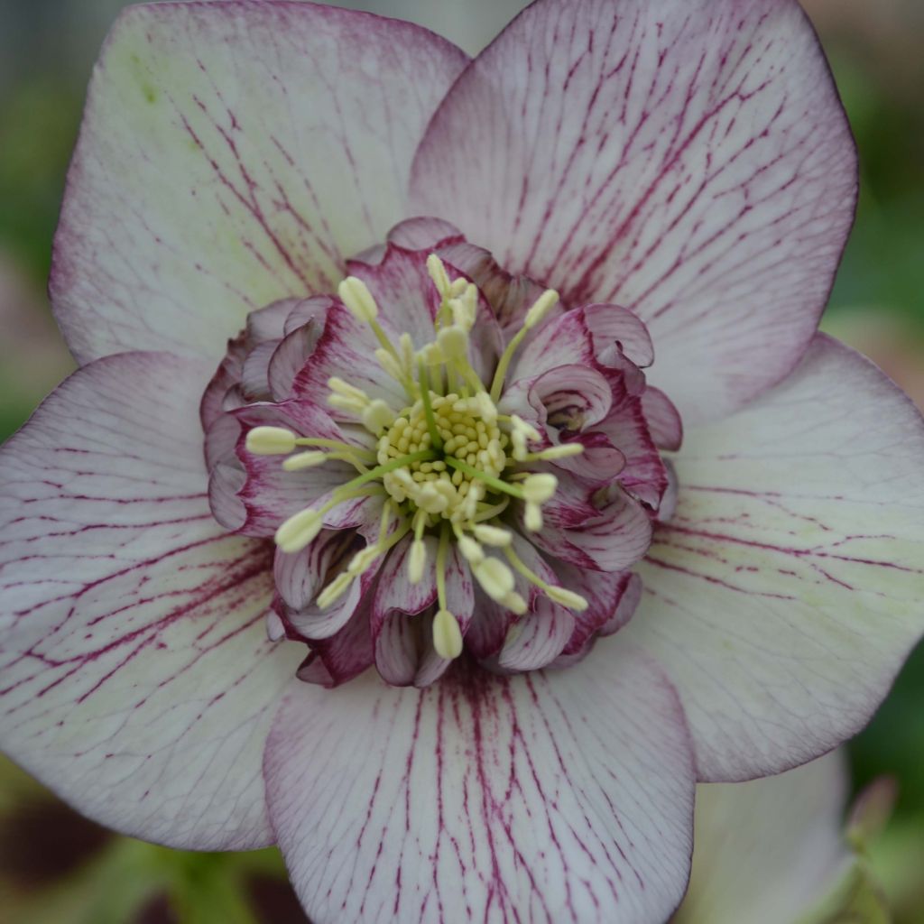 Helleborus orientalis Picotee