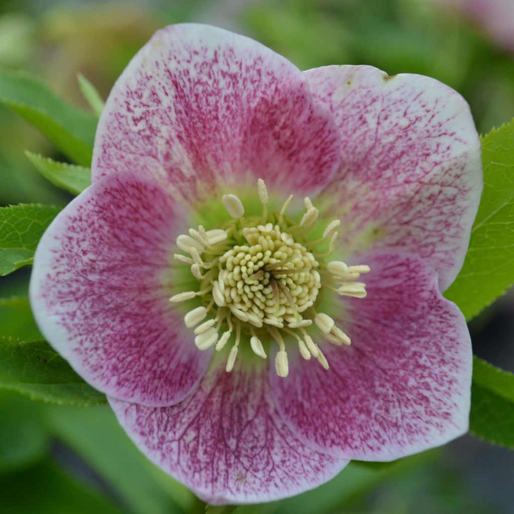 Helleborus hybridus pink green centre