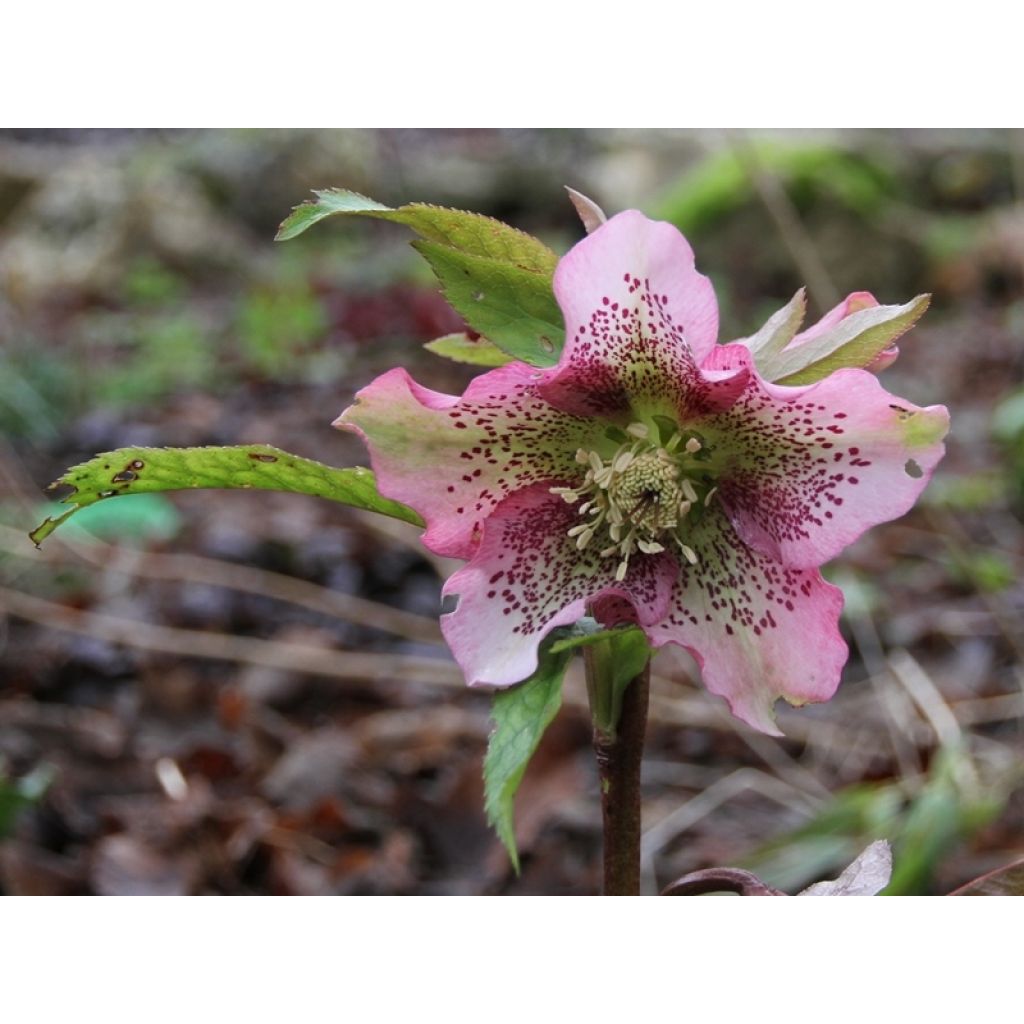 Helleborus hybridus Pink Spotted