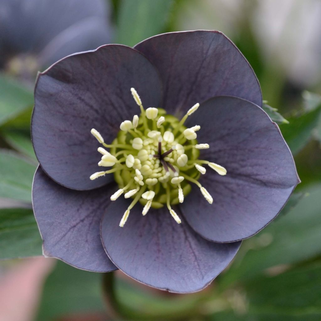 Helleborus hybridus Slaty Blue