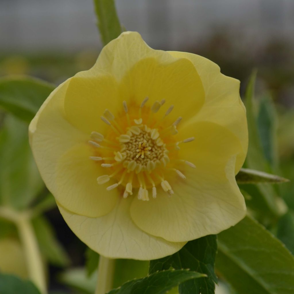 Helleborus hybridus Super Yellow