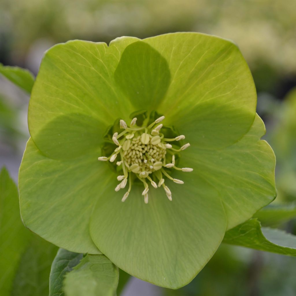 Helleborus hybridus Green-flowered