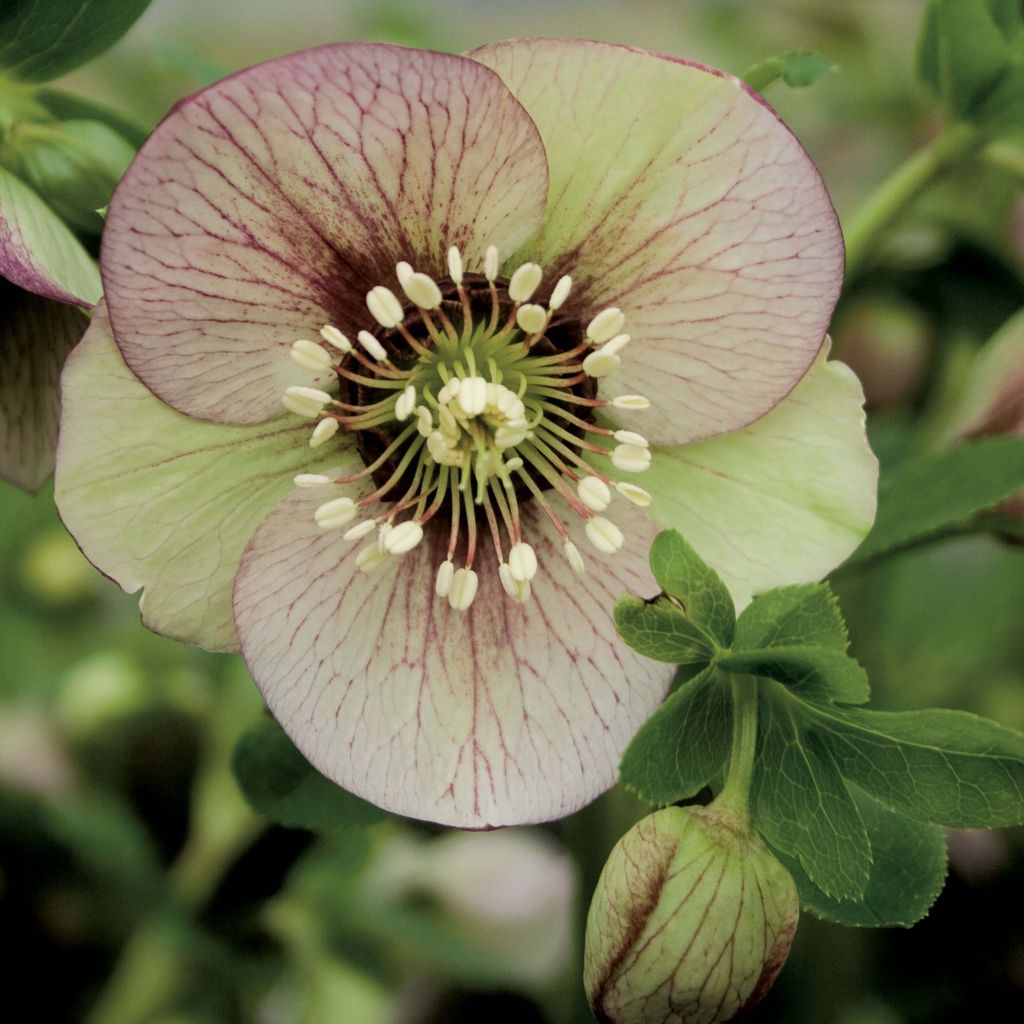 Helleborus orientalis Picotee