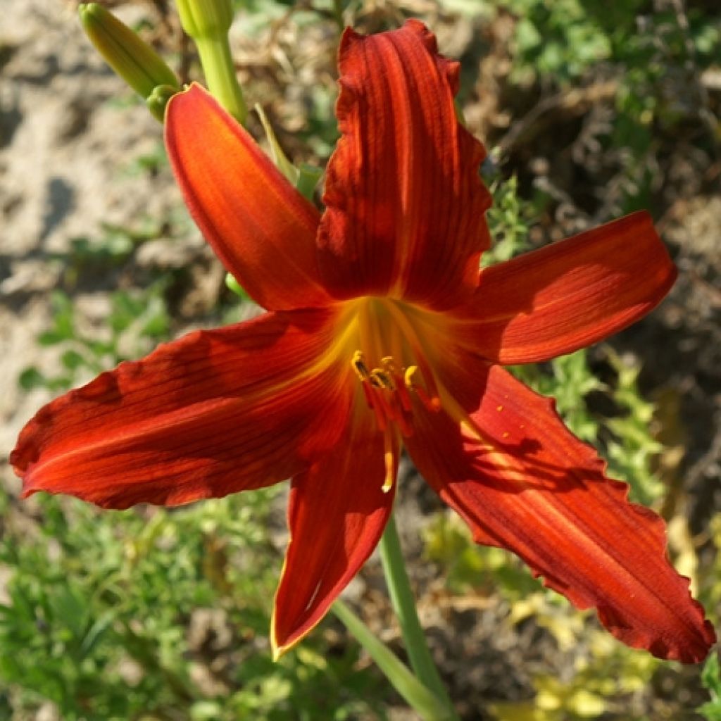 Hemerocallis Flambeau - Daylily