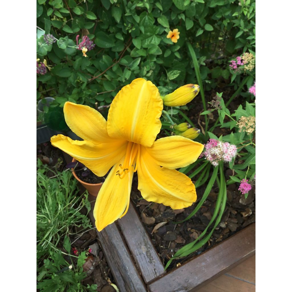 Hemerocallis Cartwheels - Daylily