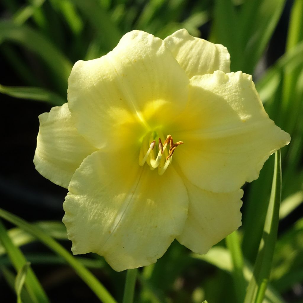 Hemerocallis Happy Returns - Daylily