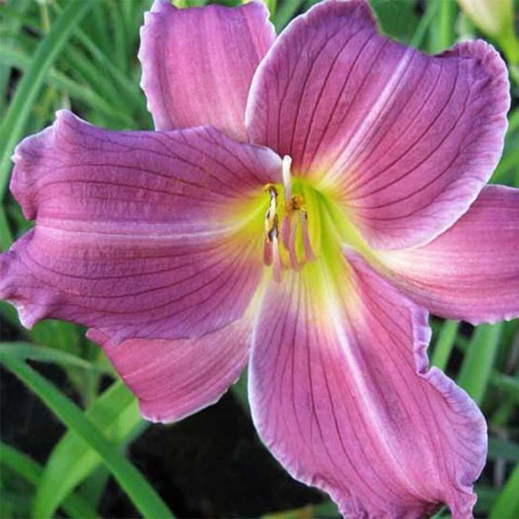 Hemerocallis Indian Giver - Daylily