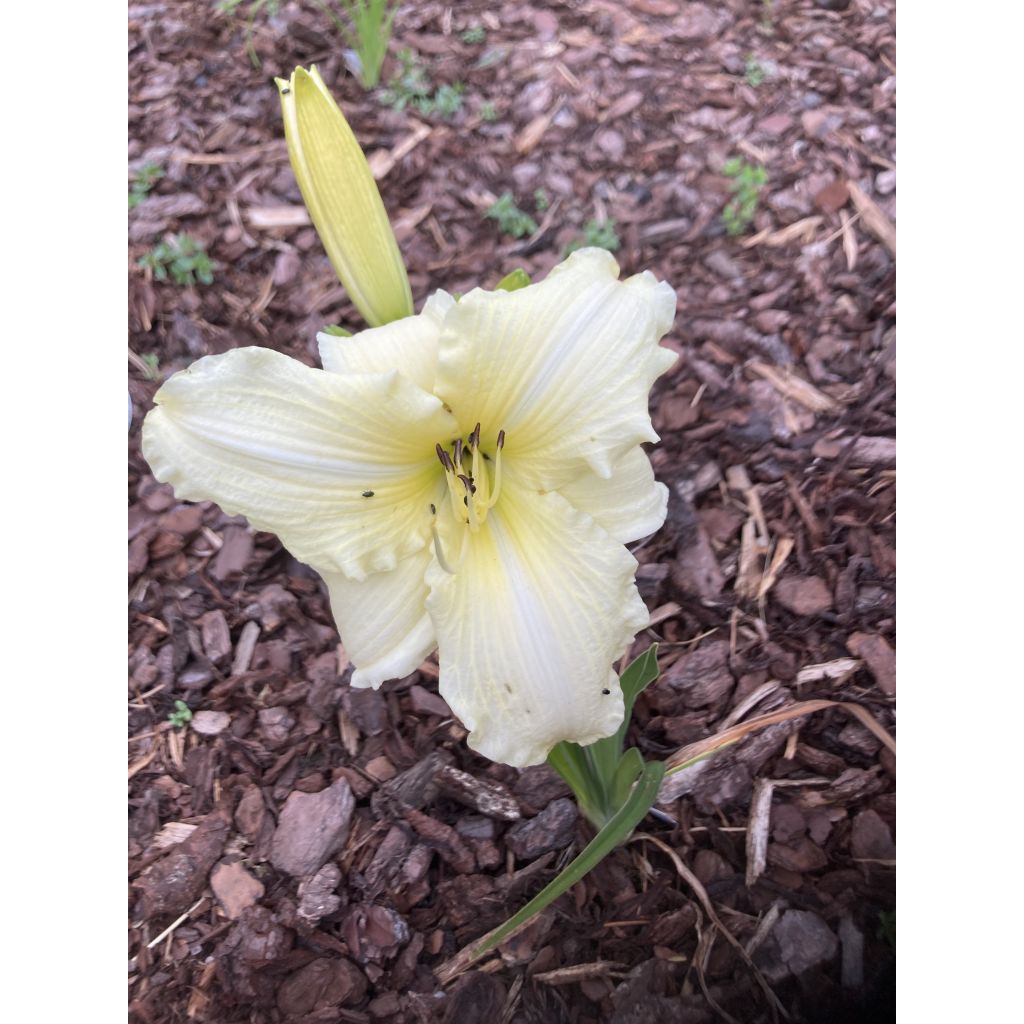 Hemerocallis Iron Gate Glacier - Daylily