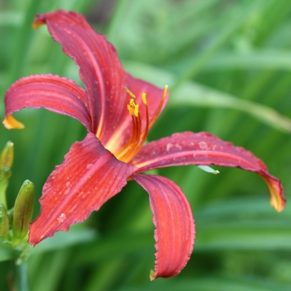 Hemerocallis Sammy Russel - Daylily