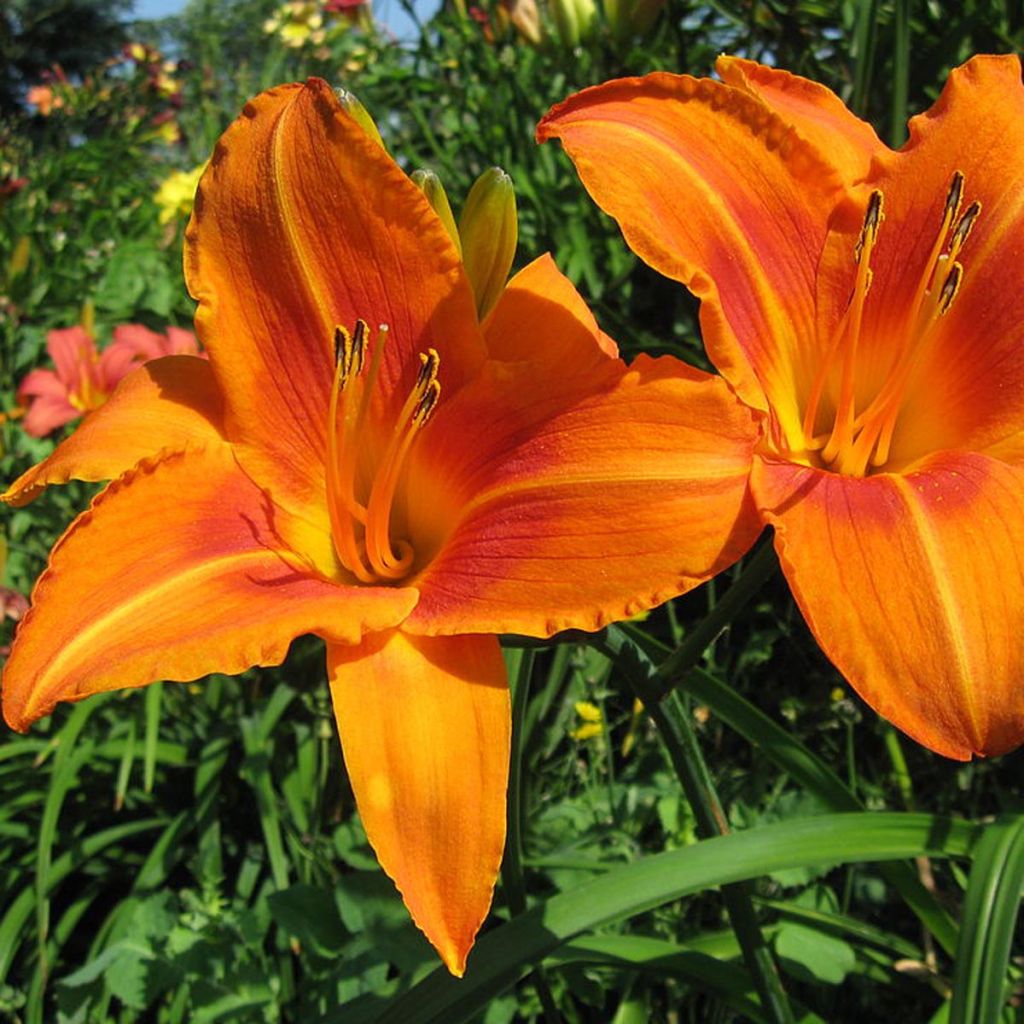 Hemerocallis Burning Daylight - Daylily