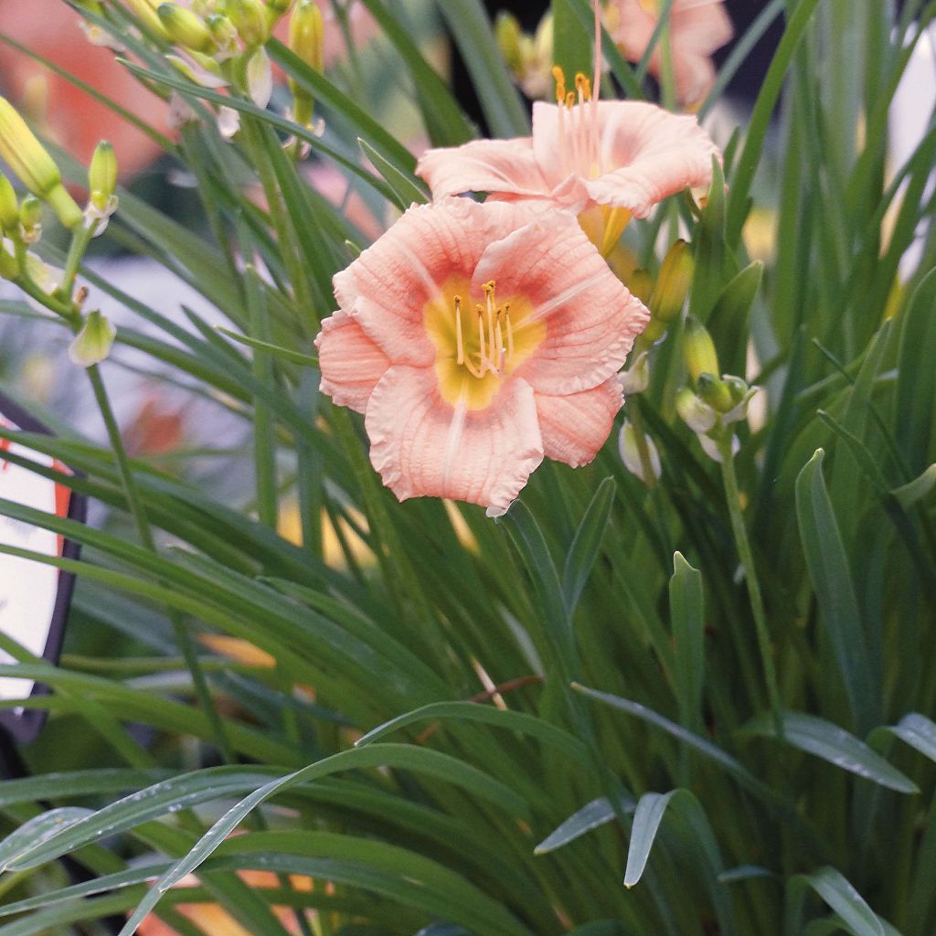 Hemerocallis Everydaylily Rose - Daylily