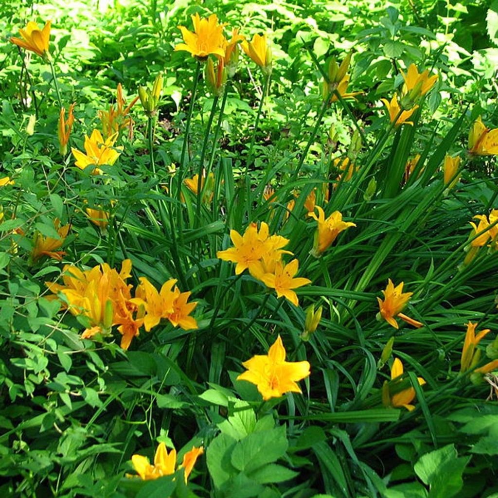 Hemerocallis middendorffii - Daylily