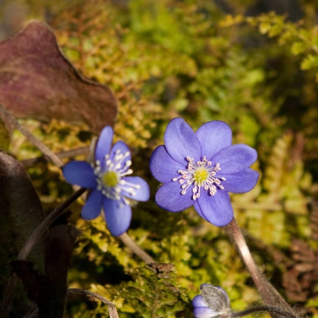 Hepatica Nobilis, Anémone Hépatique